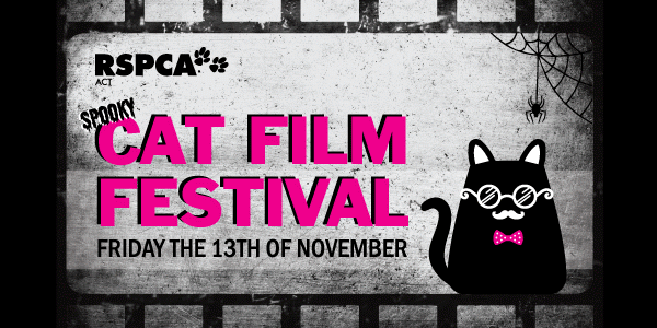 Canberra's First Cat Film Festival is Here!