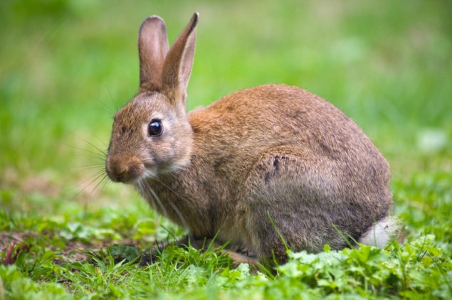 Deadly virus hits Canberra's pet rabbits