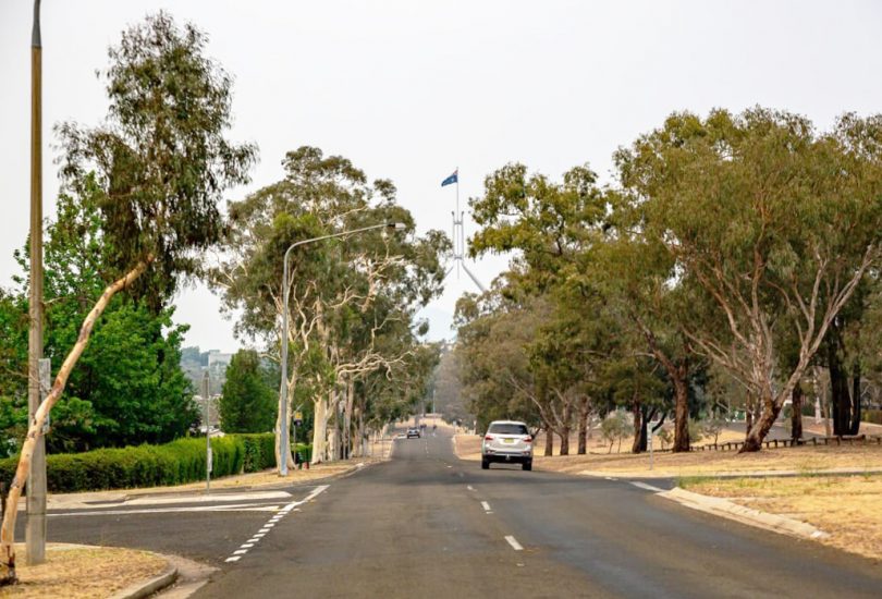 Tree-lined Canberra suburban street