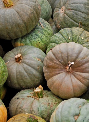 Collector pumpkin festival