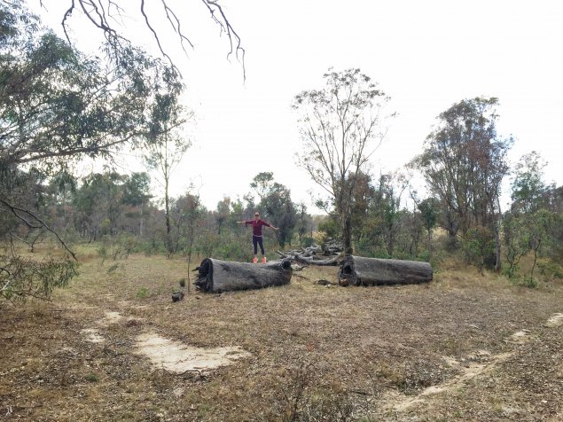 Take a hike: Mulligans Flat Nature Reserve