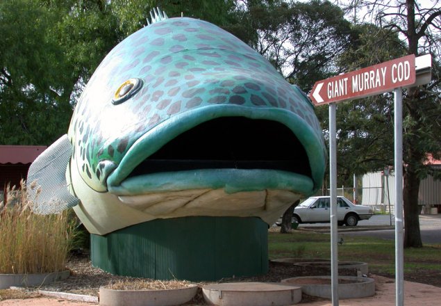 148-murraycod