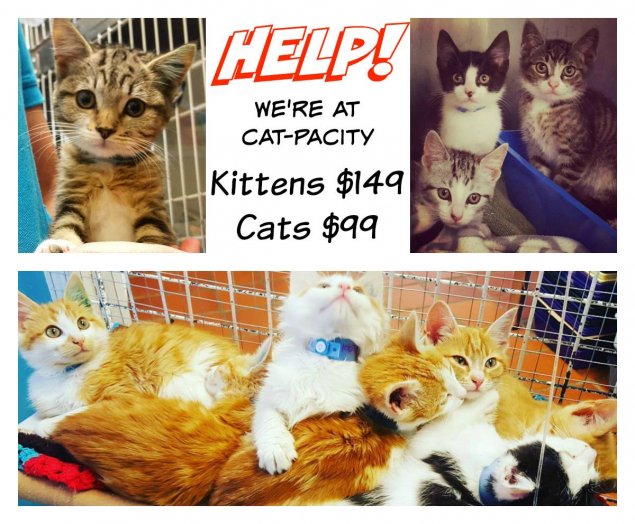 RSPCA at CAT-pacity, adoption discounted till Wednesday