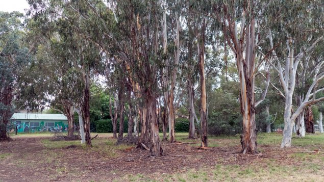 Dickson trees declared worth saving