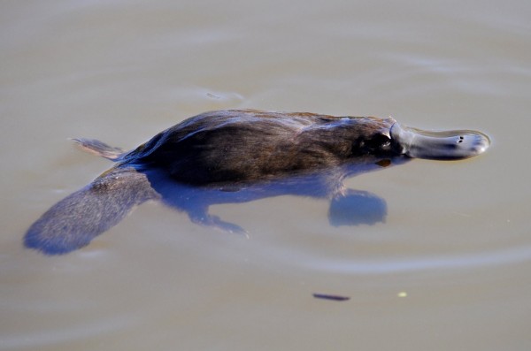 Calling all platypus spotters | Riotact