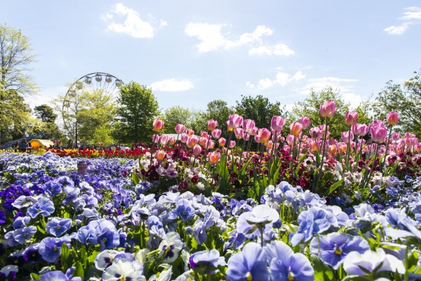 Flowers at Floriade