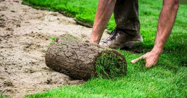 The best turf and artificial grass suppliers in Canberra