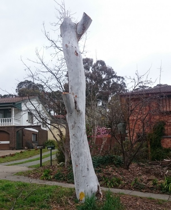 Limbs removed from dangerous tree