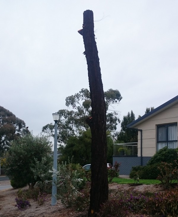 Limbs removed from dangerous tree