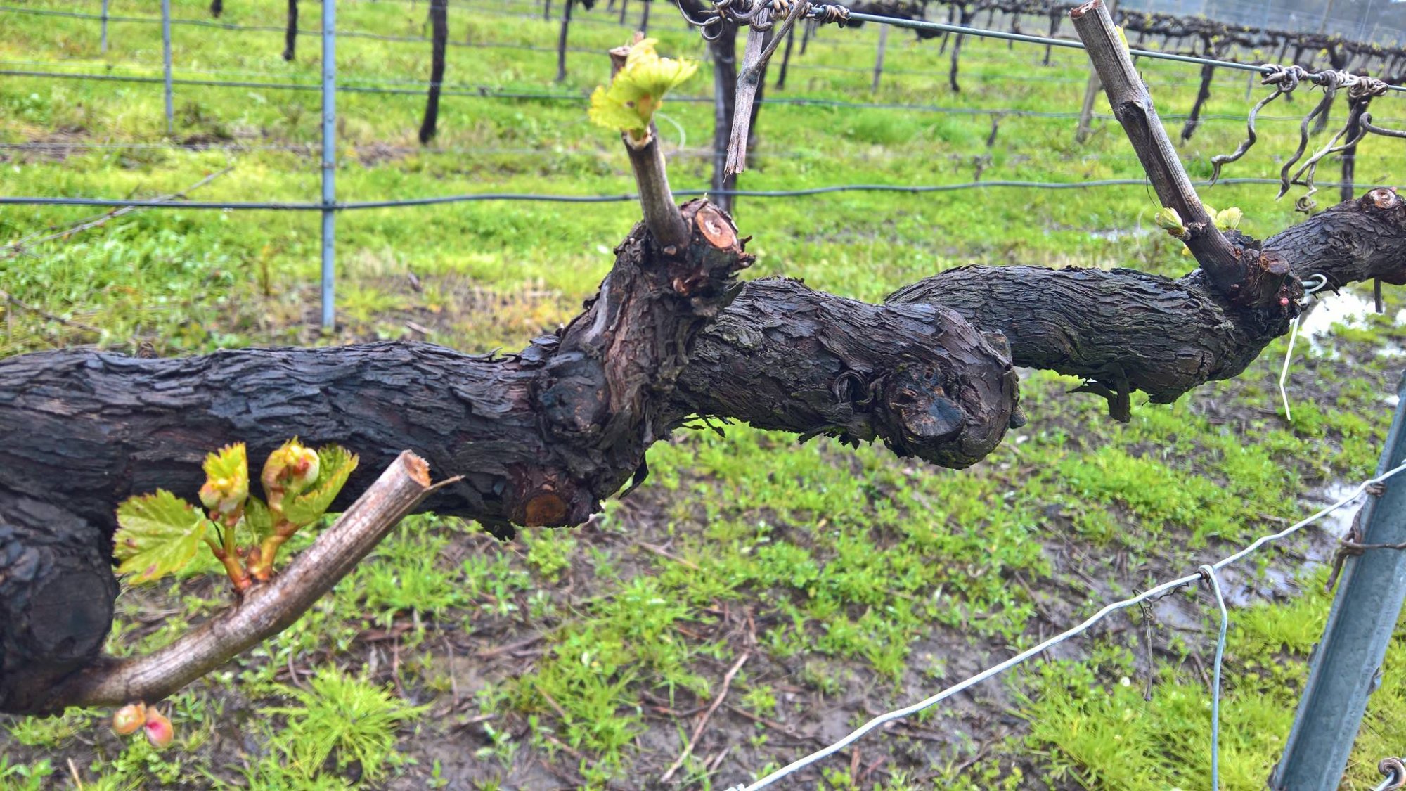 Vines at Dal Zotto