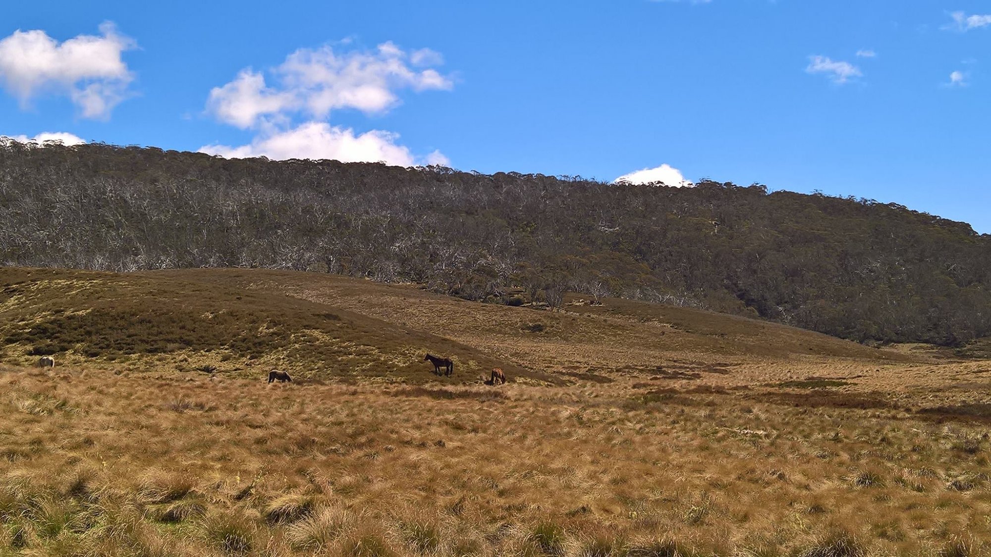 Wild brumbies at the base of Mt Selwyn