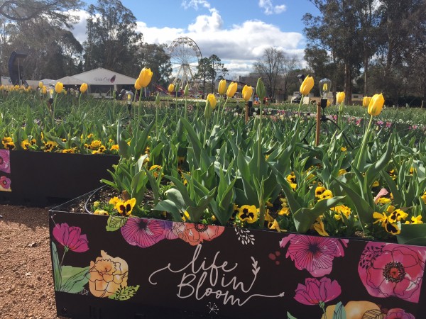 Flower boxes