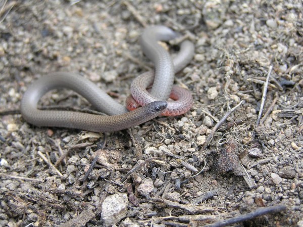 Pink-tailed worm-lizard