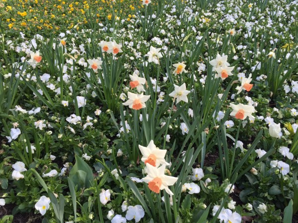 Floriade daffodils