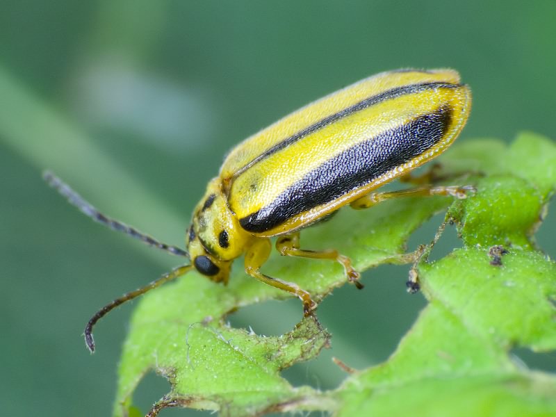 Have you seen the elm leaf beetle?