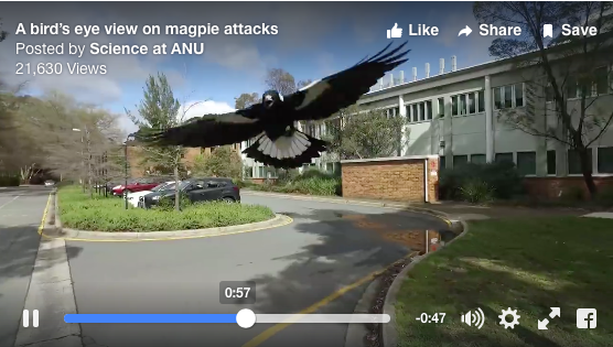 ANU scientists' magpie swooping video goes viral