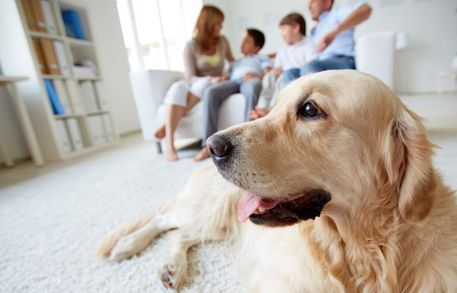 Does your home smell like your pets?