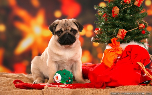 cute-christmas-dog-wallpapers-1920x1200