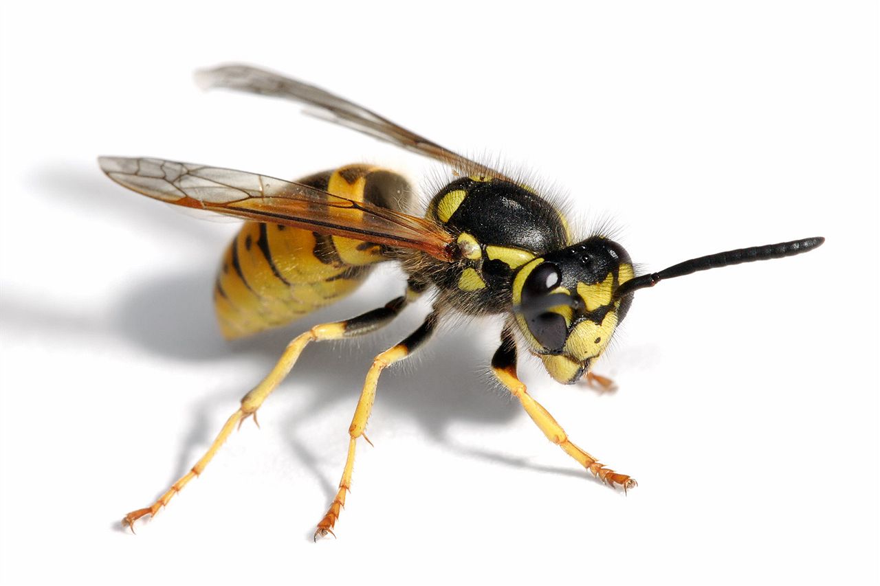 Tis the season… for European wasps and bed bugs