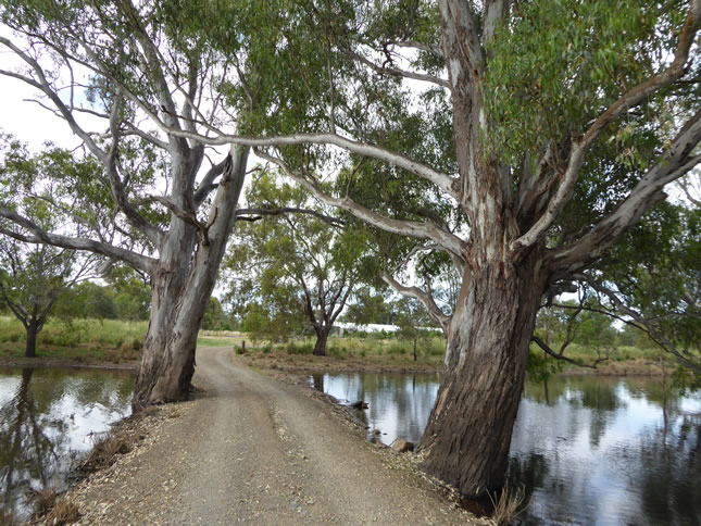 Gums line causeway across waterway leading to Girragirra Eco-retreat