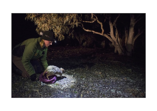 A bettong being released into the Lower Cotter Catchment. Photo: ACT Government. 