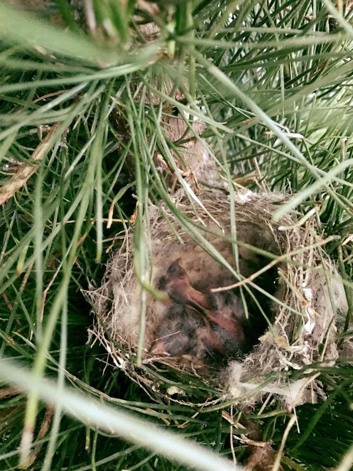 Fledgling goldfinches in the Christmas tree. Photo: Published with permission