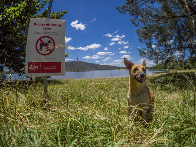 Ask RiotACT: Dogs banned at Yarralumla Bay beach area?