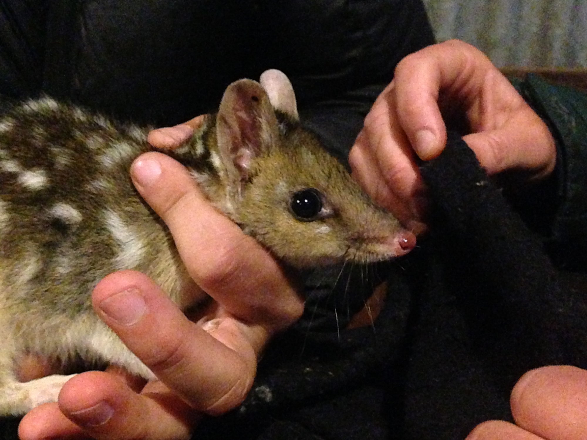 Region's first baby quolls in 80 years play at Mulligans Flat