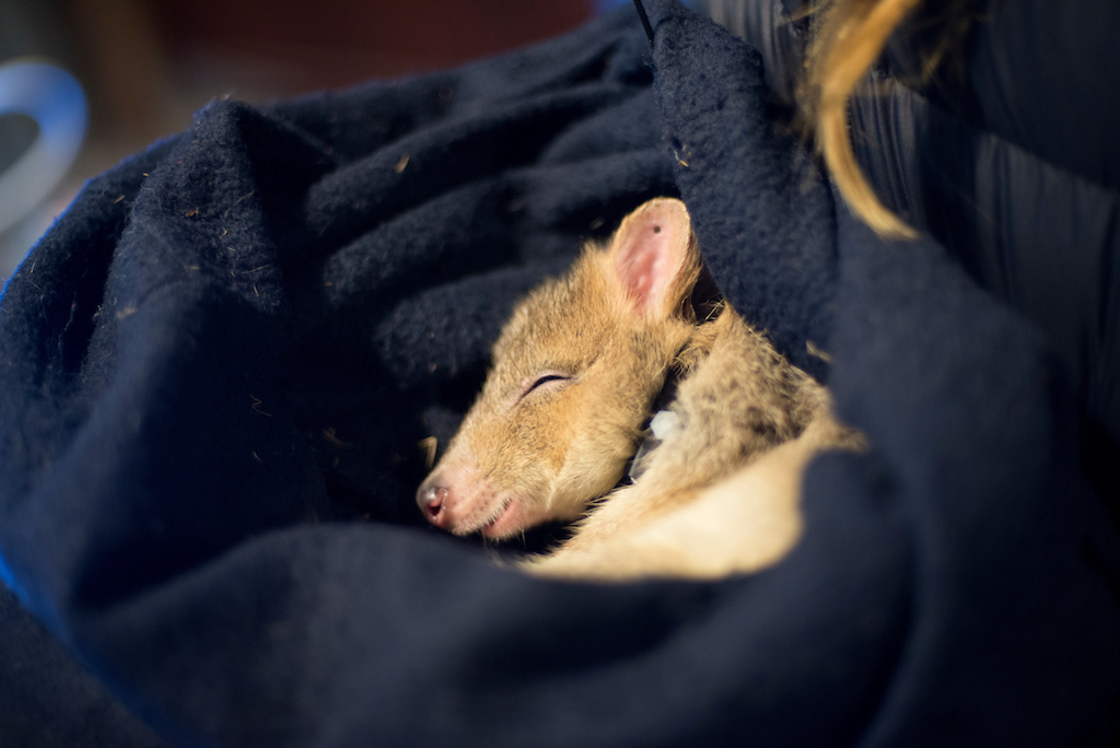 Caption: an eastern bettong asleep. Photo: ACT Government.