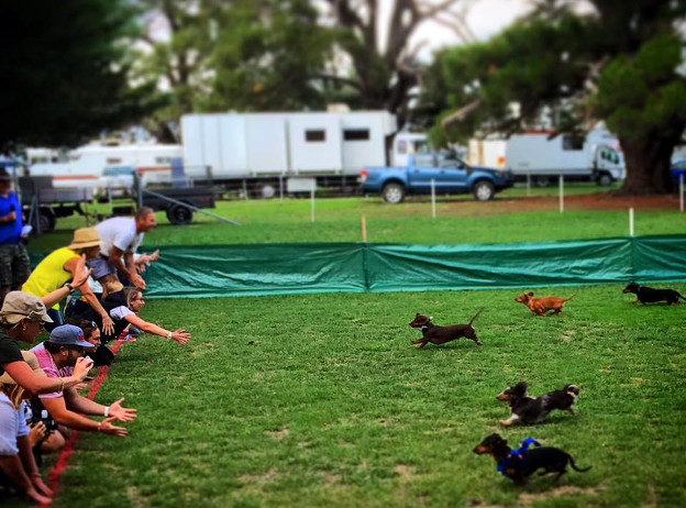 Who's the fastest dachshund in the region? Head to the Werriwa Wiener Dash to find out