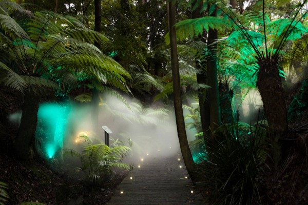 Rainforest Gully Walk at the National Botanic Gardens. Photo: ANBG