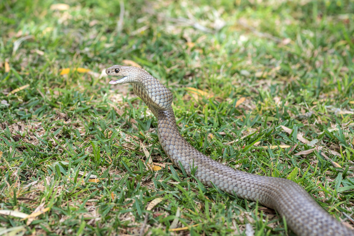 Woman, 18, bitten by brown snake in Kambah