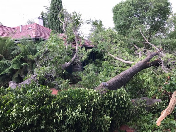 A tree fell across a driveway and front yard in Forrest. Photo: Charlotte Harper