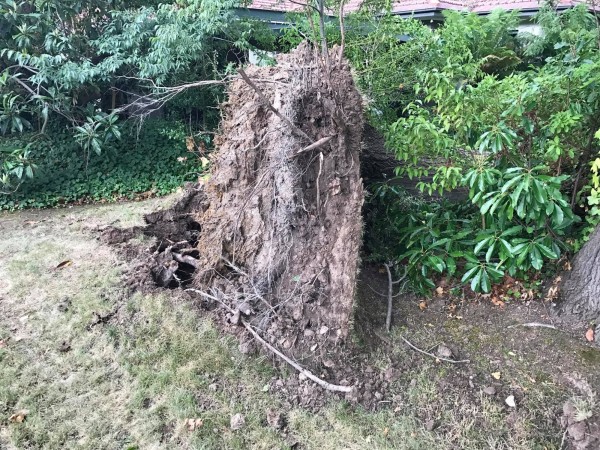 A tree fell across a driveway and front yard in Forrest. Photo: Charlotte Harper