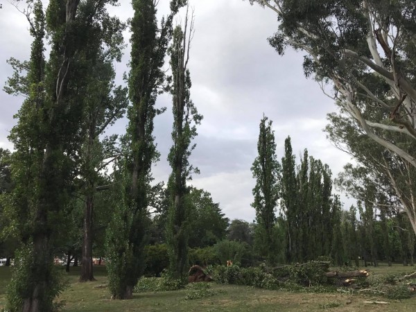 Telopea Park storm damage. Three poplars fell. Photo: Charlotte Harper