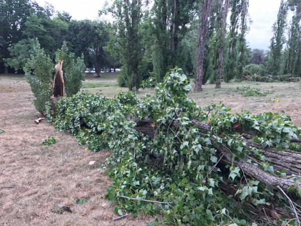 Telopea Park storm damage. Three poplars fell. Photo: Charlotte Harper