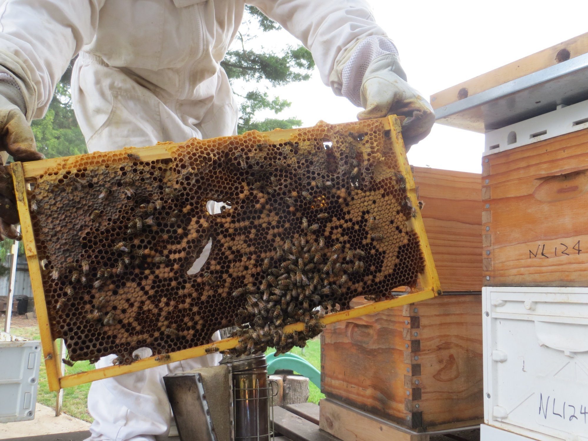 Captions: top, Sze Teen Lee holds a frame of bees and their brood.