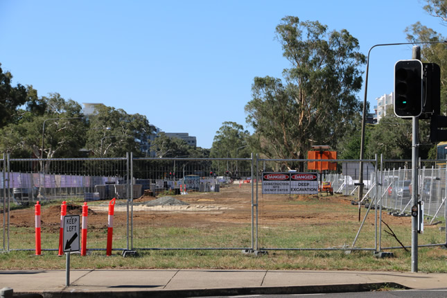 Northbourne tree cull ramps up due to safety concerns