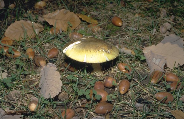 A mature death cap mushroom