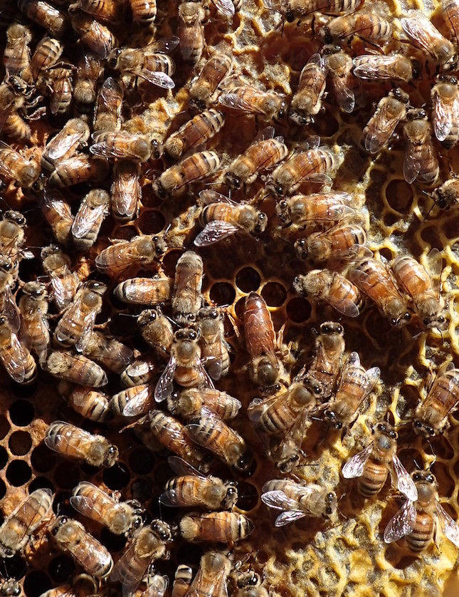 Bees in a flow hive. 