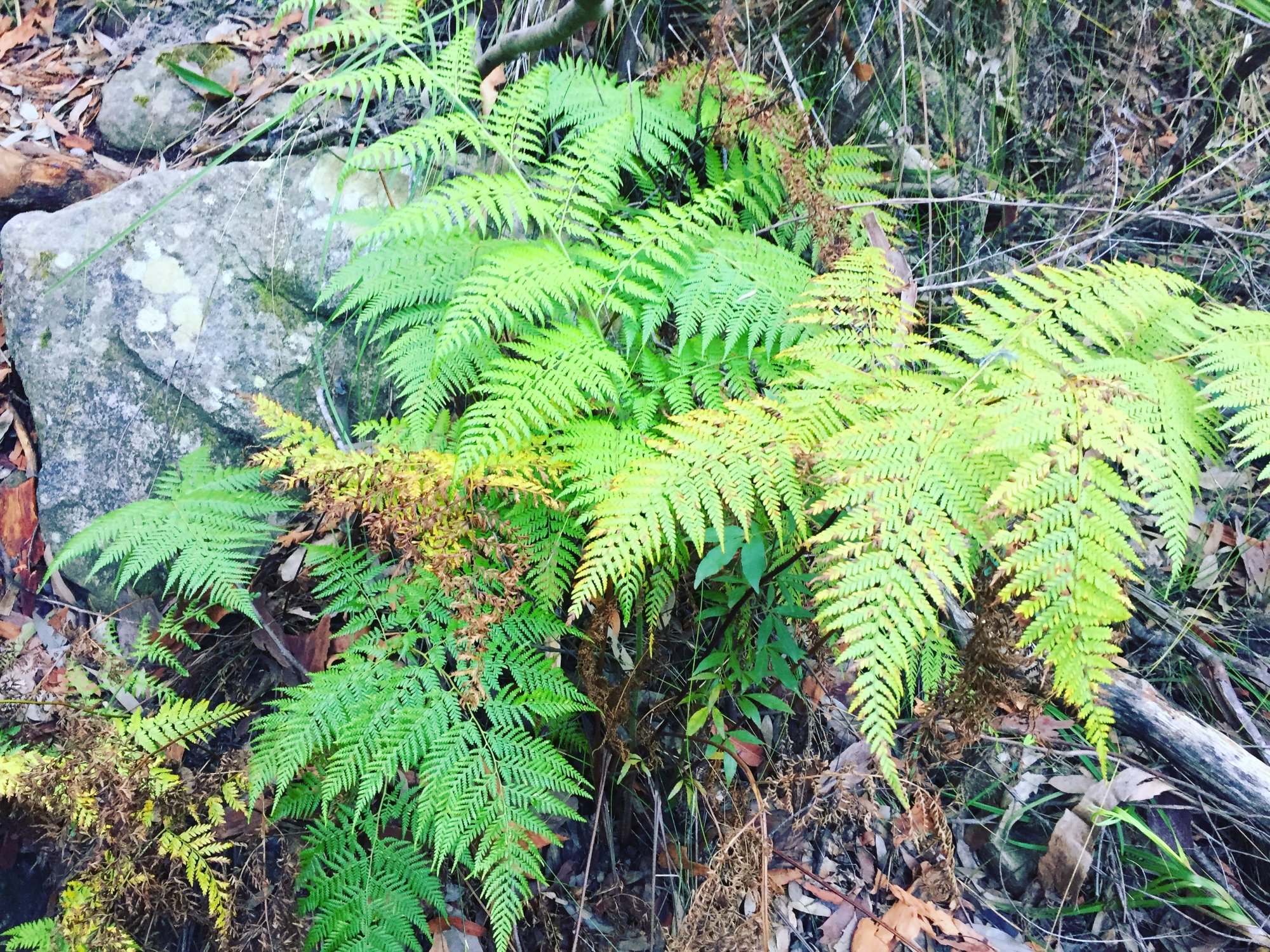 Green ferns