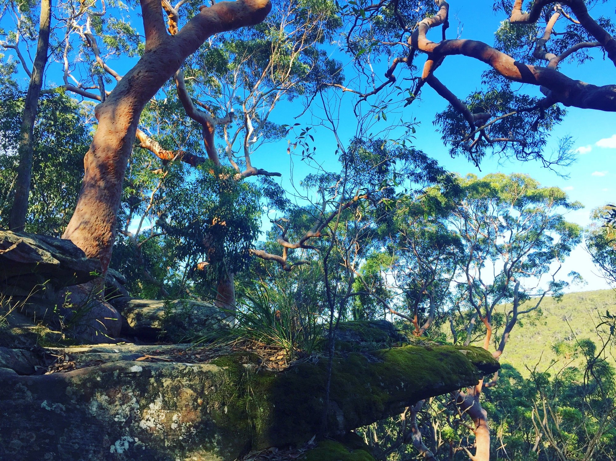 Red gum trees and mossy rock