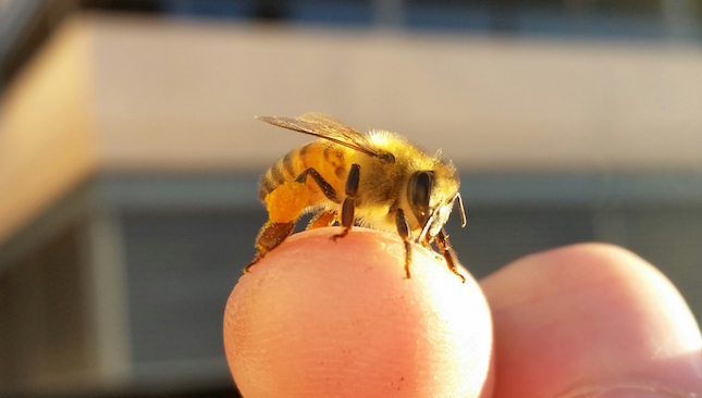 Perching bee
