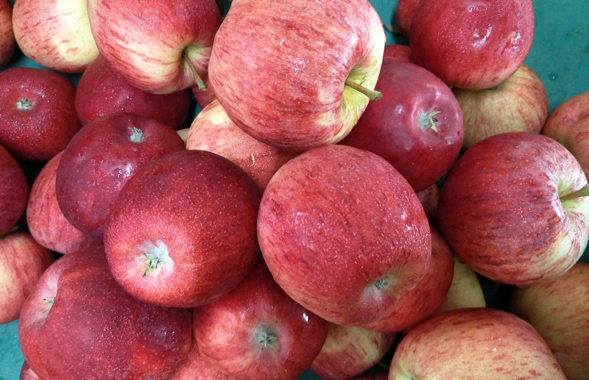 Gorgeous red Gala apples fresh from the orchard of Beltana Grange, Pialligo