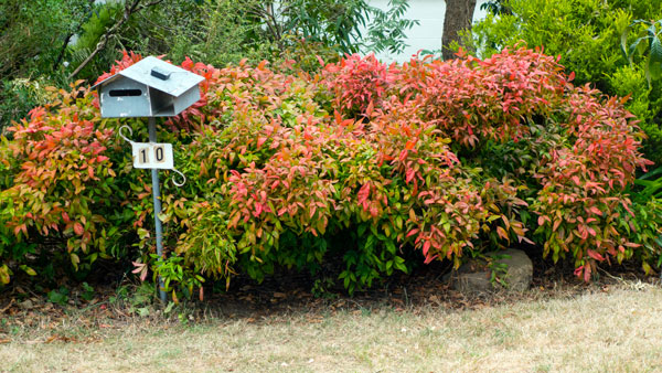 costigan-letterbox-P1230652