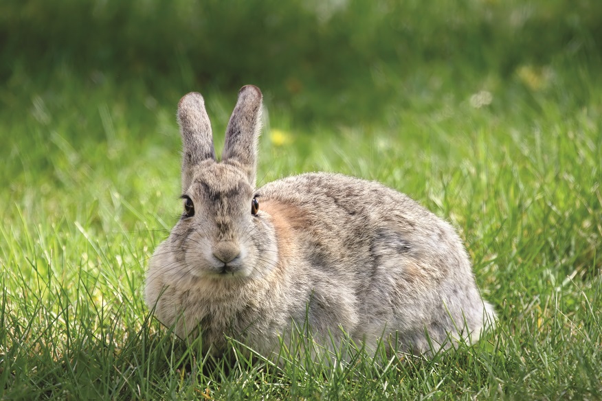 rabbit on the grass, focus on eyes