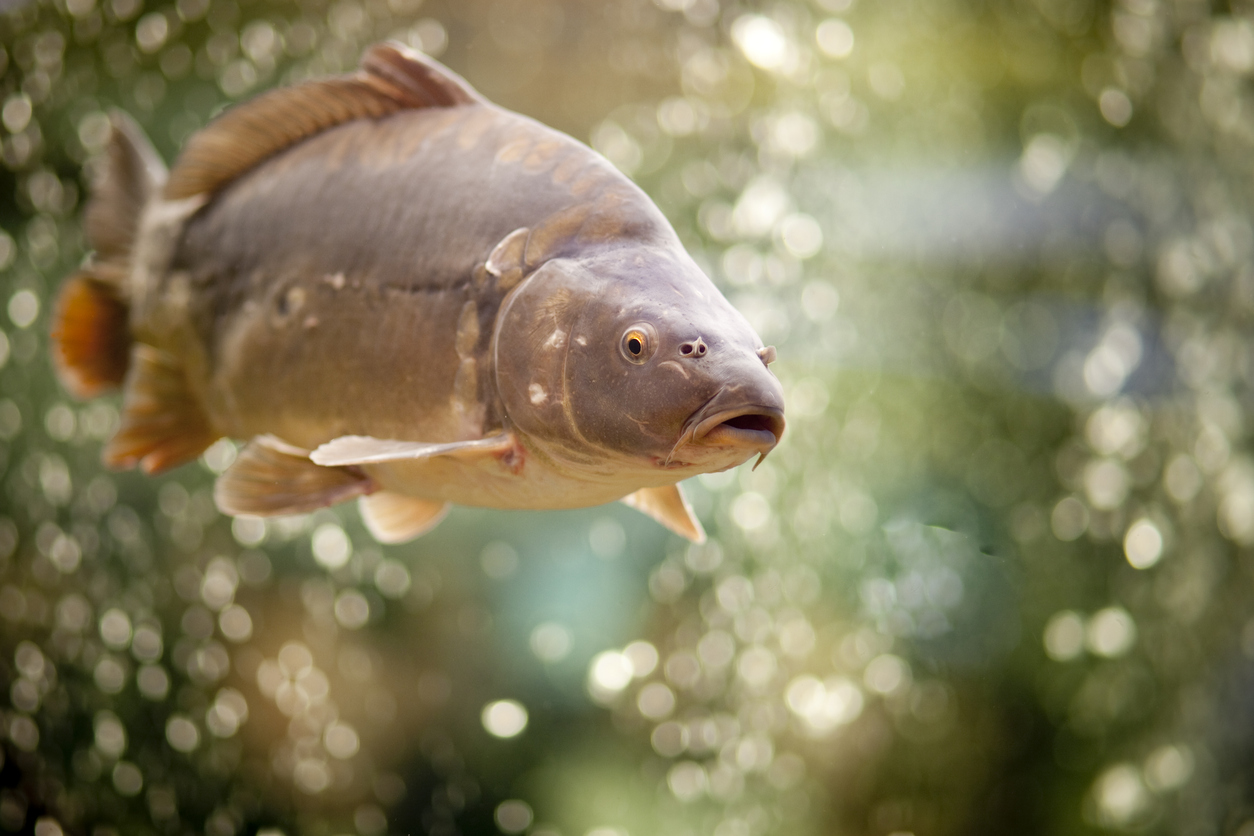 "Big Common Carp in a Fish Tank, Selective Focus on Head"