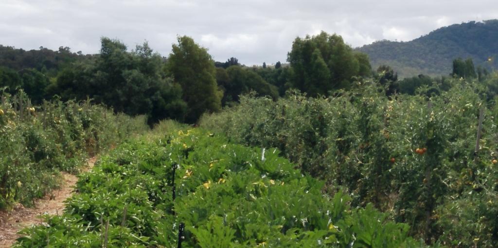 market garden