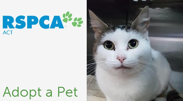 RSPCA ACT offers 50% off feline adoption fees