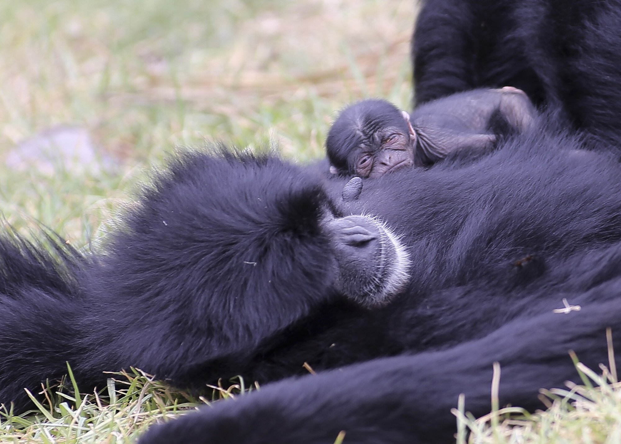 New rare baby siamang gibbon makes Canberra zoo debut